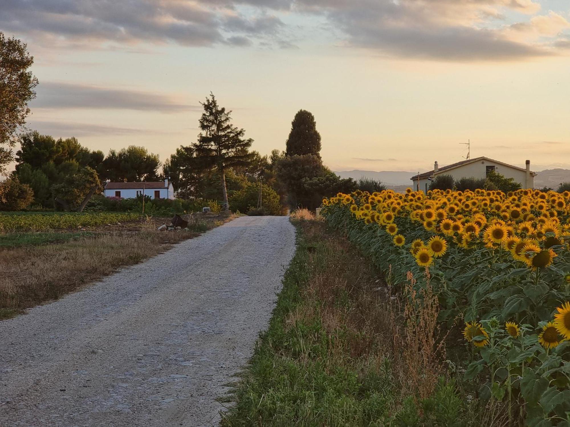 Agriturismo Essentia Dimora Rurale Larino エクステリア 写真